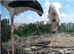 Obraz podglądu z kamery internetowej Trebic - storks